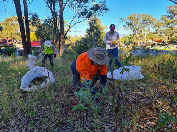 Penrith residents encouraged to help restore bushland habitat 