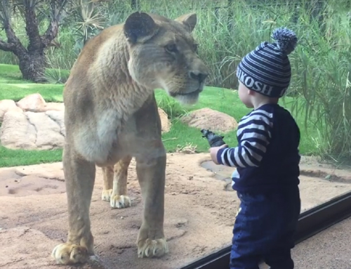Perth Zoo’s lonely lion gets a new home in exhibit expansion