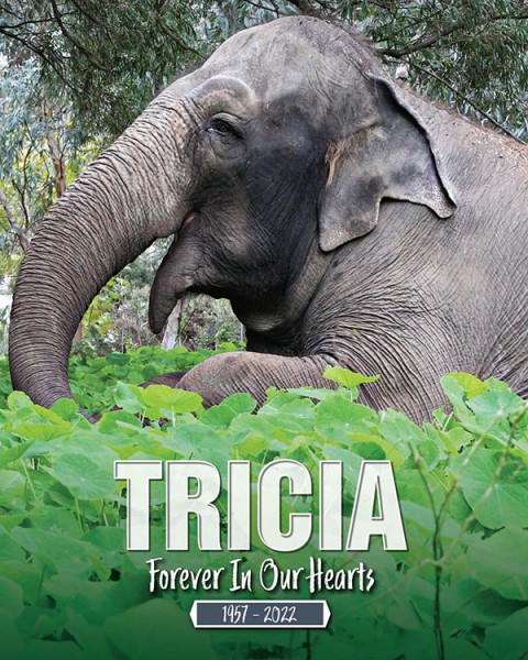Perth Zoo and wider community mourn Tricia its beloved 65 year-old Asian Elephant