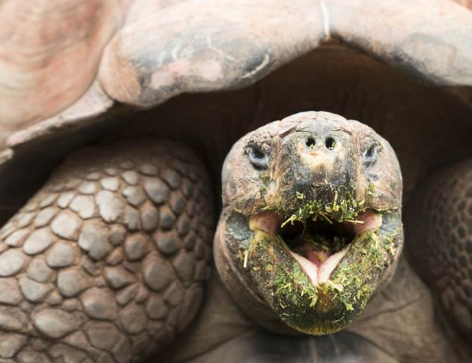 Perth Zoo Galapagos tortoise celebrates 50th birthday