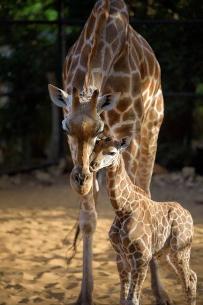Perth Zoo’s infant giraffe makes public debut