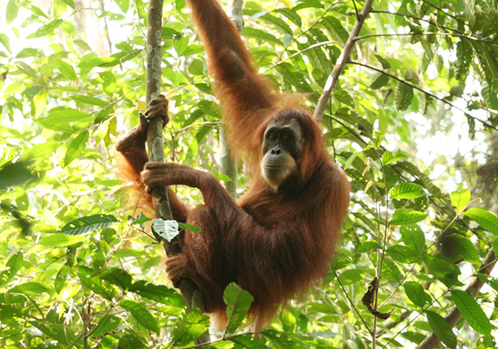 Perth Zoo orangutan escape leads to plans for enclosure redesign