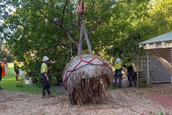 Rare tree relocated at Perth Zoo