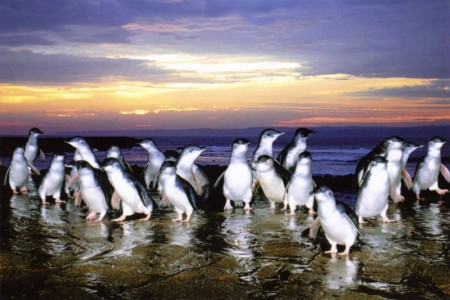 Natural attractions lure Phillip Island visitors