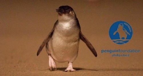 Penguin Foundation receives Disney Conservation Grant