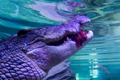SEA LIFE Melbourne Aquarium’s giant crocodile enjoys first public meal