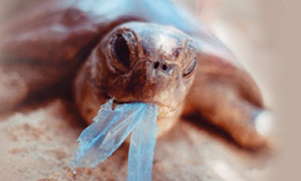 Australian Marine Conservation Society highlights new Federal laws banning plastic waste won’t save wildlife