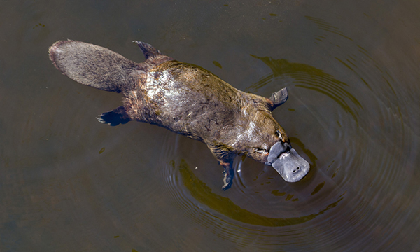 Platypus returns to The Royal National Park after more than 50 year absence