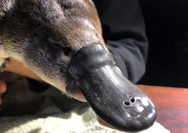 UNSW research finds platypus should be listed as threatened species