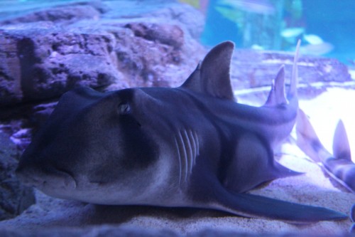 SEA LIFE Melbourne Aquarium celebrates Shark Awareness Day