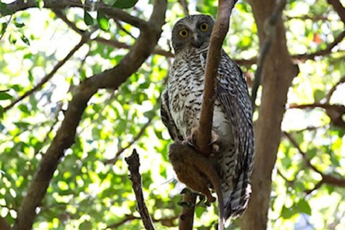 Owl attack risk forces relocation of Mt Coot-tha zip line project