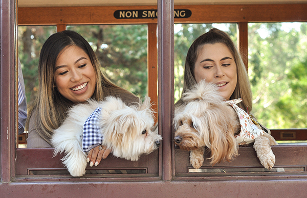 Puffing Billy Railway launches their Dog Express service