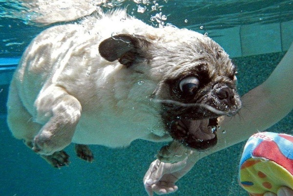 Dogs welcomed into New Zealand’s public pools as season closure looms