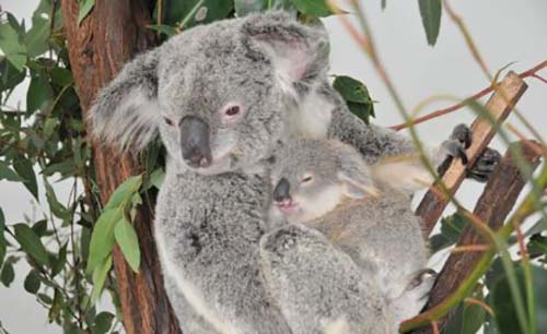 Queensland Government continues to fund koala conservation efforts