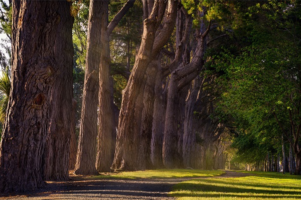 Invercargill City Council partners with iwi to protect forest and support jobs