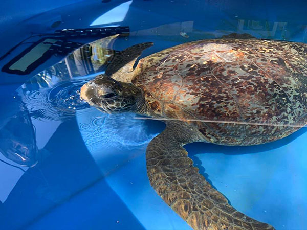 Concerns raised over operation of Quoin Island Turtle Rehabilitation Centre