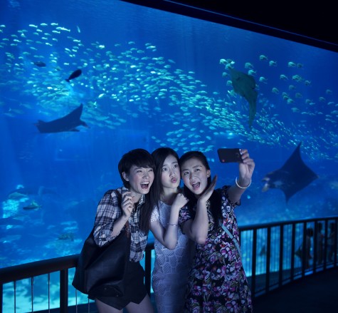 Marine Life Park to open to public ahead of official opening of Resorts World Sentosa
