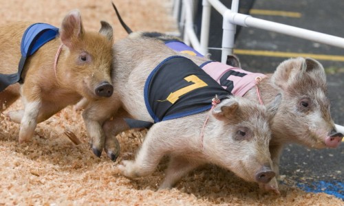 Royal Adelaide Show to celebrate 20 years of pig racing
