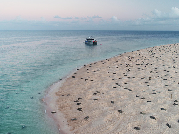 Restoration work on Raine Island saves lives of green turtles and their hatchlings