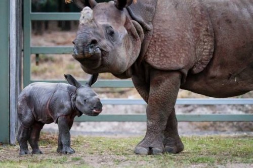 First Australian bred one-horned rhinoceros makes public debut