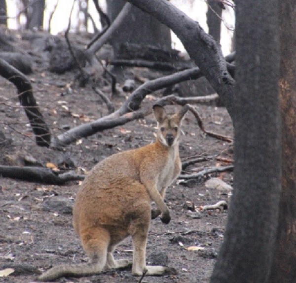 Taronga Conservation Society develops module for bushfire affected wildlife