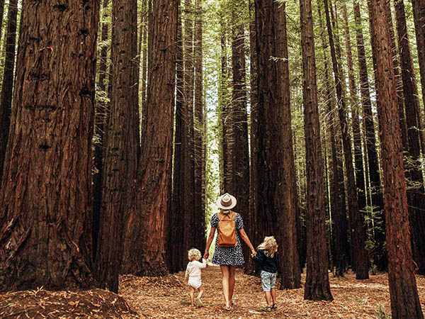Redwood Forest in Yarra Ranges National Park to receive facility improvements