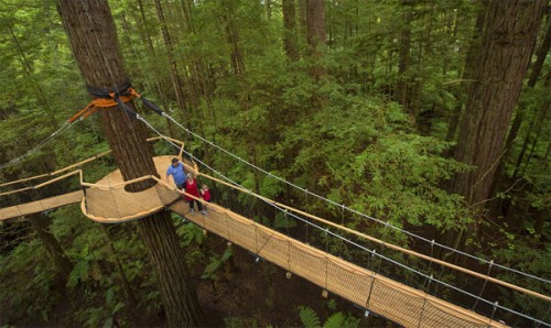 Redwoods Treewalk experience opens in Rotorua