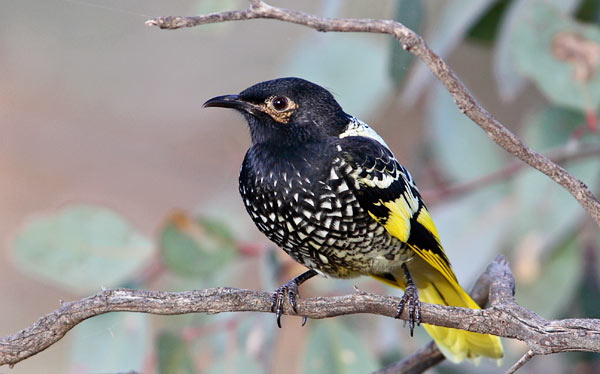 WIRES and Landcare Australia partner in $1 million post-bushfire wildlife habitat regeneration