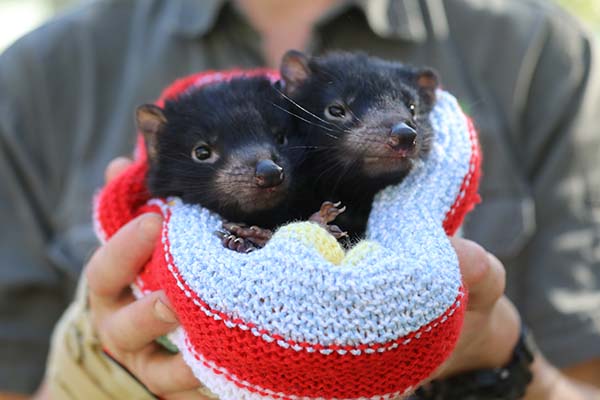 The Australian Reptile Park introduces eight Tasmanian Devil Joeys
