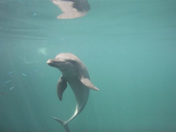 Philippine court halts export of Resort World Sentosa’s dolphins