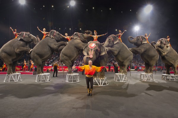 Animal Circuses More Popular than Rugby and Ballet