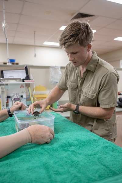Australia Zoo Wildlife Hospital contributes to endangered turtle conservation