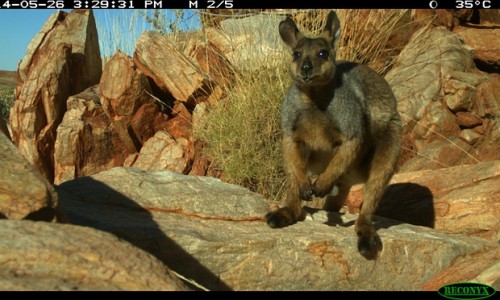 Indigenous rangers aid threatened wallaby conservation efforts
