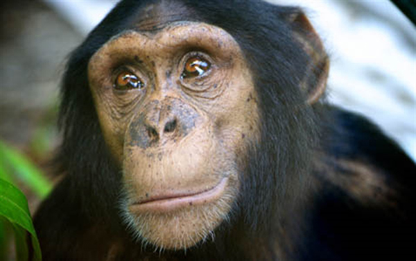 Rockhampton Zoo to launch new chimpanzee encounter