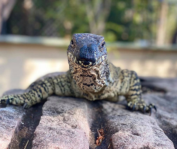 Rockhampton Zoo opens new monitor lizard enclosure