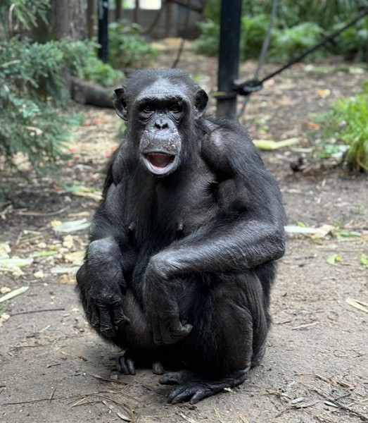Rockhampton Zoo announces sudden death of female chimpanzee