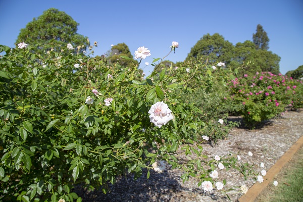 Conservationists nurture Rookwood Cemetery heritage rose gardens for community to experience