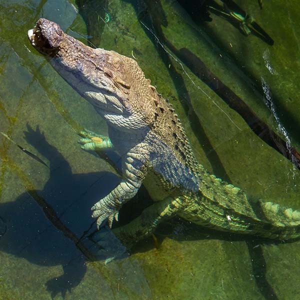 WILD LIFE Sydney Zoo recognises World Crocodile Day