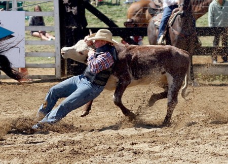 Opposition mounts to rodeo in New Zealand