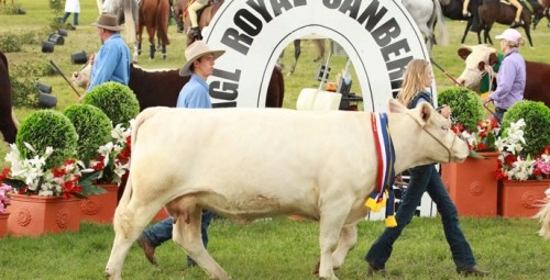 Numbers dip at Royal Canberra Show