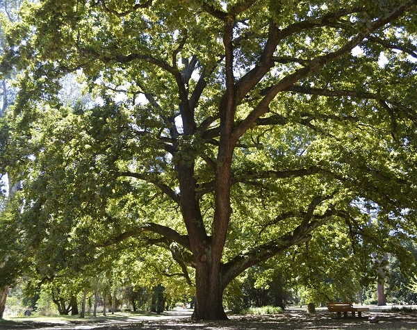 Castlemaine’s English Oak named 2021 Victorian Tree of the Year