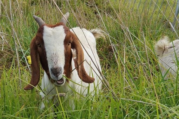 Grazing goats introduced at Melbourne’s Royal Park to save lizard habitat