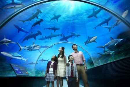 Resort World Sentosa’s S.E.A. Aquarium certified world’s largest
