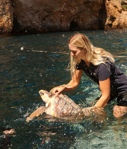SEA LIFE Kelly Tarlton’s Aquarium releases two rehabilitated sea turtles to the ocean