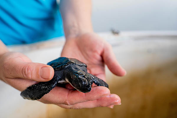 SEA LIFE Sydney Aquarium shares rescue of turtle hatchling to mark World Turtle Day