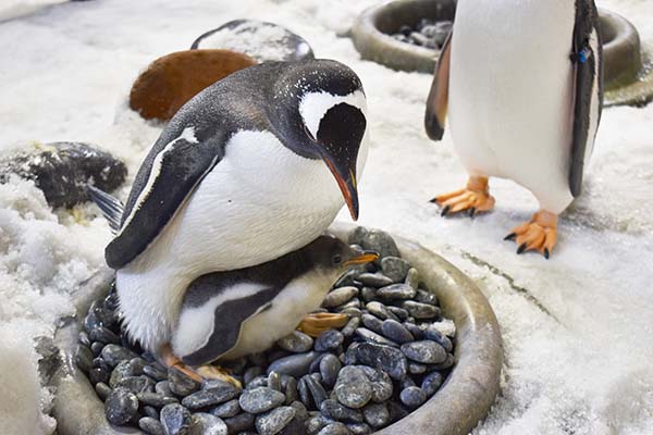 SEA LIFE Melbourne Aquarium welcomes Six Gentoo penguin chicks