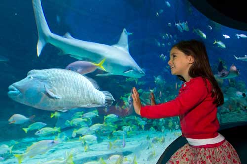 SEA LIFE Melbourne Aquarium offers magical underwater experiences