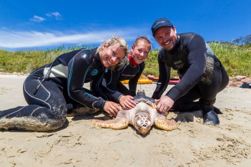 SEA LIFE Melbourne Aquarium Releases Rehabilitated Sea Turtle