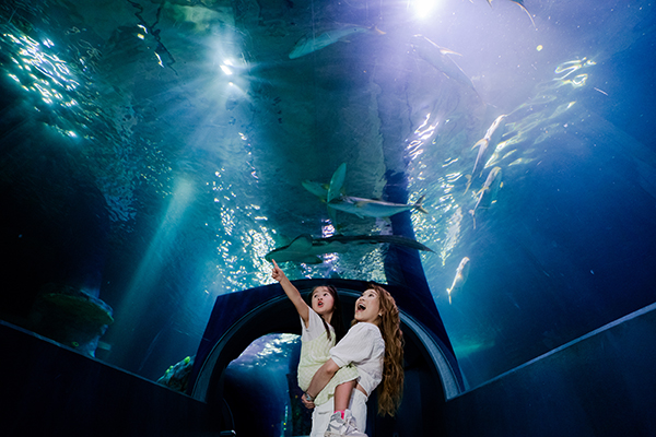 SEA LIFE Melbourne Aquarium opens its transformed oceanarium featuring new exhibit ‘Night on the Reef’