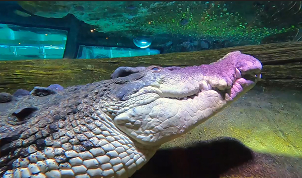 SEA LIFE Melbourne Aquarium celebrates World Crocodile Day